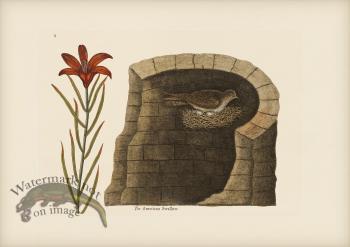 212 American Swallow